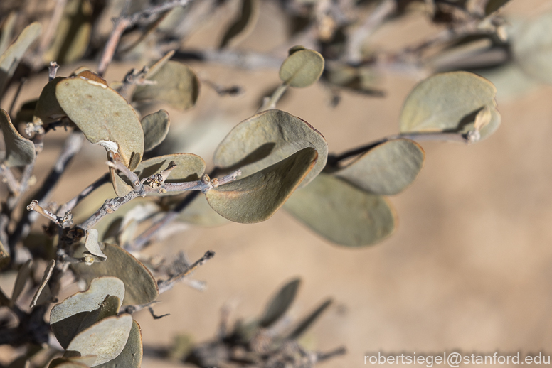 Joshua Tree